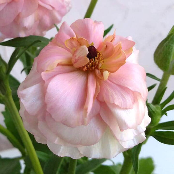 楽天市場 草花の苗 ラナンキュラス ラックス アリアドネ6号鉢植え 園芸ネット プラス