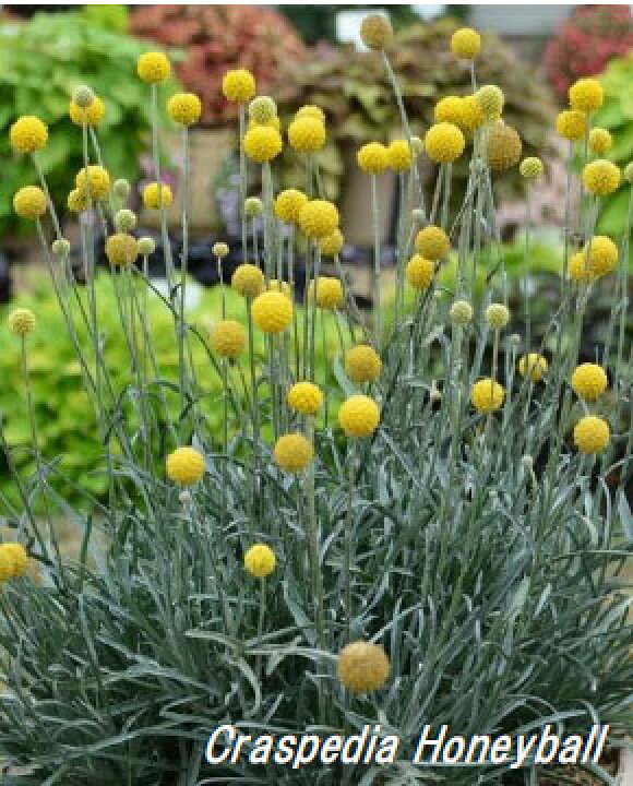 楽天市場 草花の苗 クラスペディア ハニーボール3 5号ポット 園芸ネット プラス