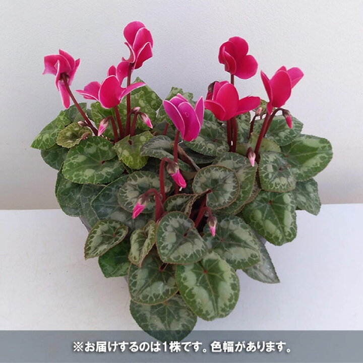 楽天市場】草花の苗/シクラメン:ドリームスケープ ダークフレームミックス3.5号ポット 6株セット : 園芸ネット プラス 楽天市場】草花の苗/シクラメン:ドリームスケープ ダークフレームミックス3.5号ポット 6株セット : 園芸ネット プラス
