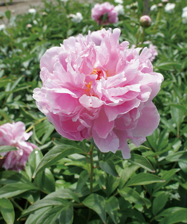楽天市場 草花の苗 シャクヤク 芍薬 ソルベット6号ポット 園芸ネット プラス
