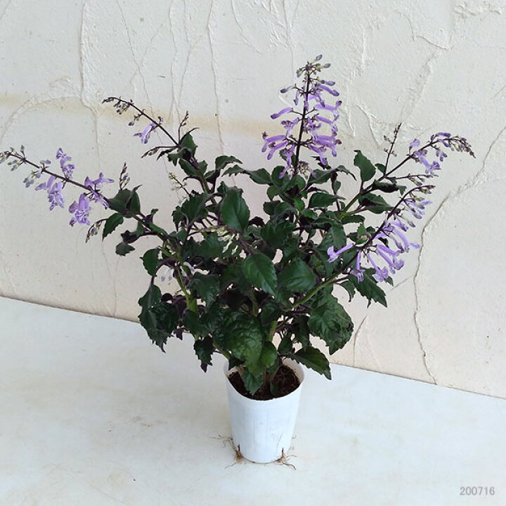 楽天市場 草花の苗 プレクトランサス モナラベンダー3 3 5号ポット 6株セット 園芸ネット プラス