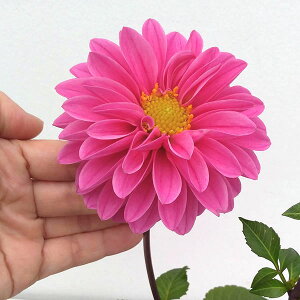 楽天市場 草花の苗 ダリア ミッチャン4号ポット 園芸ネット プラス