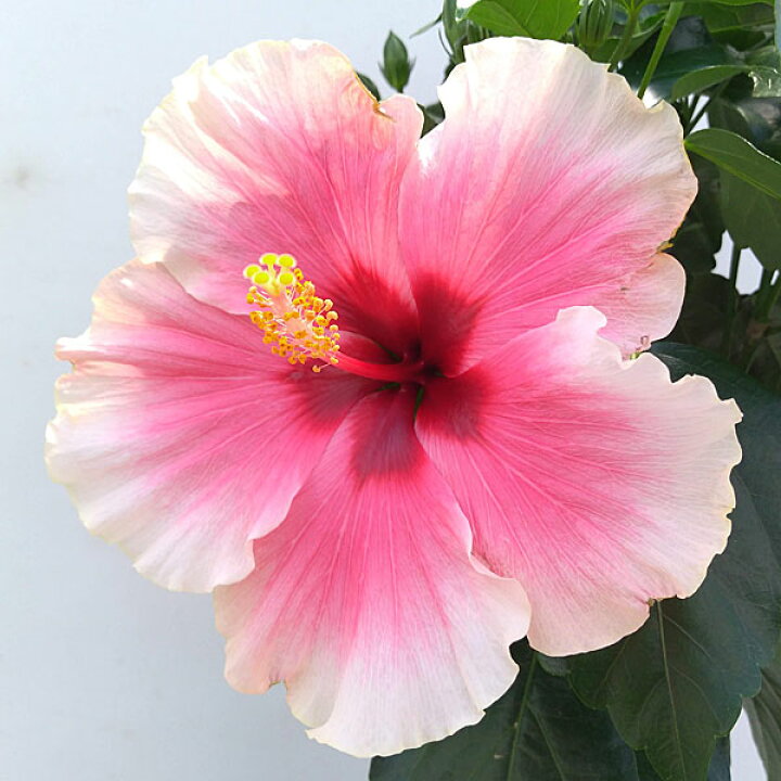 草花の苗 ハイビスカス 4号鉢入り ピンク ロングライフ アドニス 希少 ロングライフ