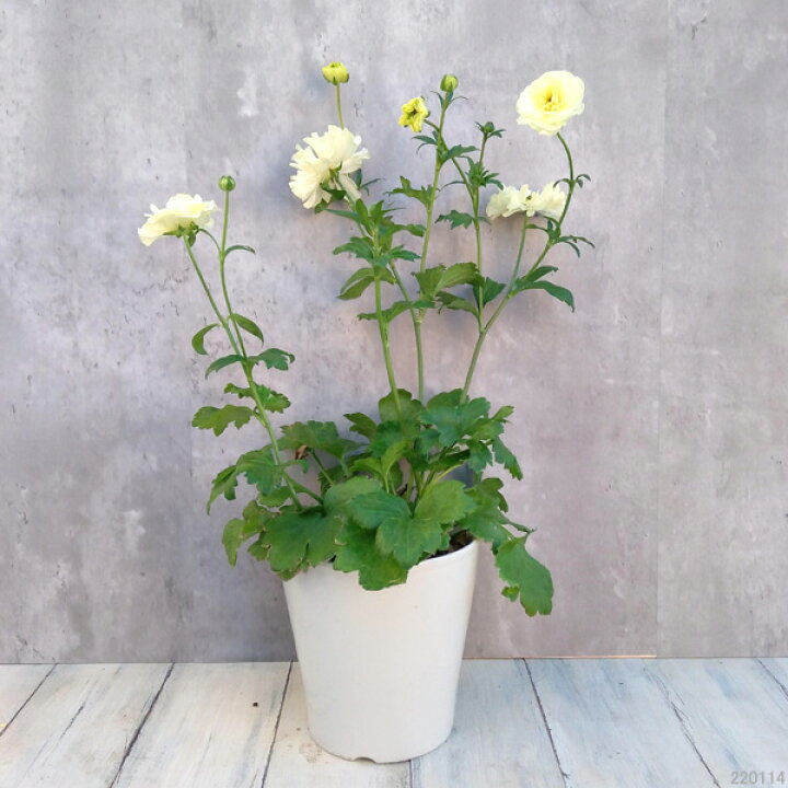 楽天市場 草花の苗 ラナンキュラス ラックス グレーシス5号鉢植え 2鉢セット 園芸ネット プラス