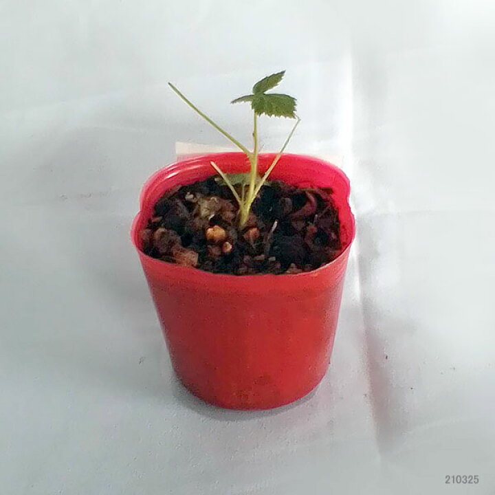 楽天市場 果樹の苗 木いちご キイチゴ ラズベリー インディアンサマー3号ポット 園芸ネット プラス