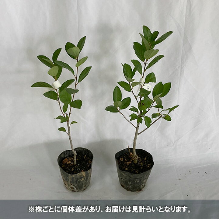 果樹の苗 ビルベリー 実生選抜種 5号ポット お気に入りの