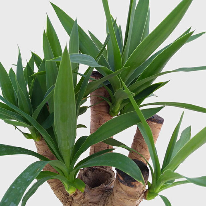 楽天市場 観葉植物 ユッカ ブランチ ユッカ エレファンティペス 7号鉢植え 園芸ネット プラス