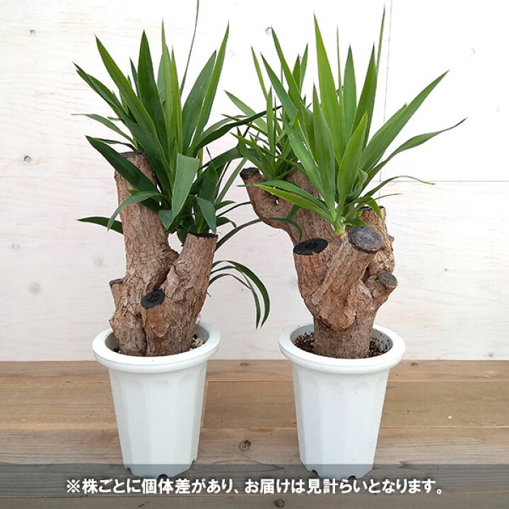 楽天市場 観葉植物 ユッカ ブランチ ユッカ エレファンティペス 7号鉢植え 園芸ネット プラス