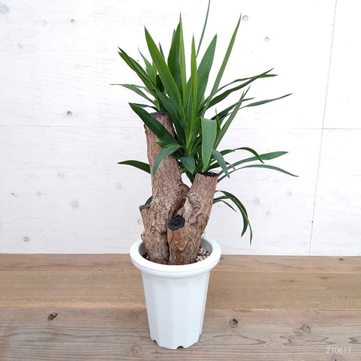 楽天市場 観葉植物 ユッカ ブランチ ユッカ エレファンティペス 7号鉢植え 園芸ネット プラス