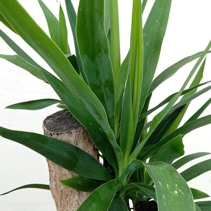 楽天市場 観葉植物 ユッカ ブランチ ユッカ エレファンティペス 7号鉢植え 園芸ネット プラス 楽天市場 観葉植物 ユッカ ブランチ ユッカ エレファンティペス 7号鉢植え 園芸ネット プラス