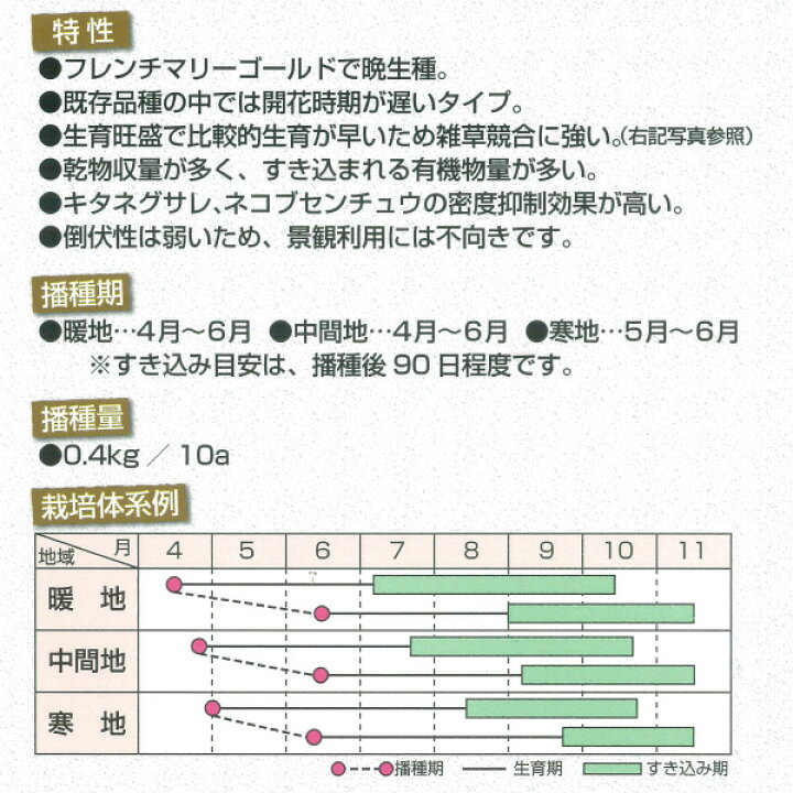 楽天市場 マリーゴールド フィールドキーパー100g 4 6月まき タネ 園芸ネット プラス