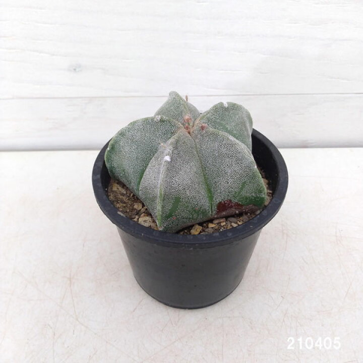 楽天市場 観葉植物 サボテン ランポー玉 らんぽうぎょく 白系 3 5号鉢植え 園芸ネット プラス