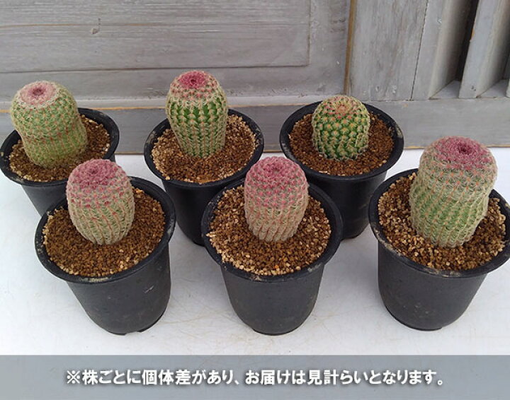 楽天市場 観葉植物 サボテン 紫太陽 2 5号 園芸ネット プラス