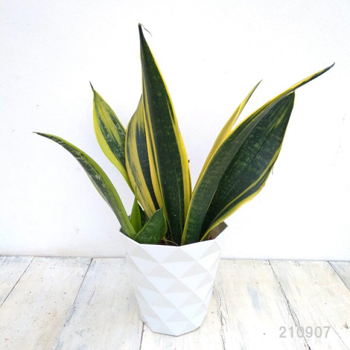 最大66 Offクーポン 観葉植物 サンセベリア サンスベリア ゴールデンハニー4号鉢植え