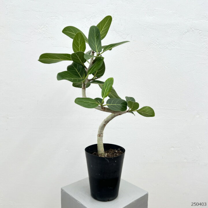 楽天市場】観葉植物/フィカス：ベンガレンシス（曲がり） 5号鉢植え 