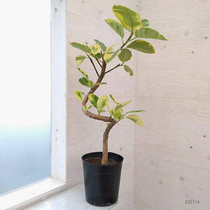 楽天市場】観葉植物/フィカス：アルテシマ （らせん仕立て）7号硬質 