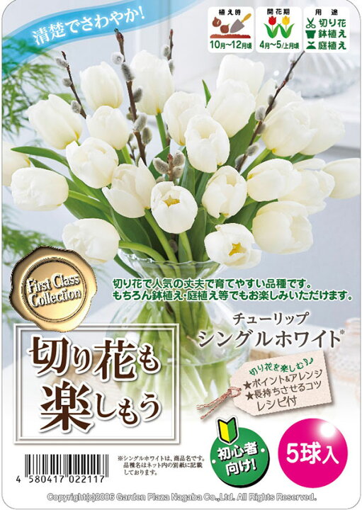 楽天市場 球根 切り花も楽しもう チューリップ シングルホワイト 5球入り 園芸ネット プラス 楽天市場 球根 切り花も楽しもう チューリップ シングルホワイト 5球入り 園芸ネット プラス