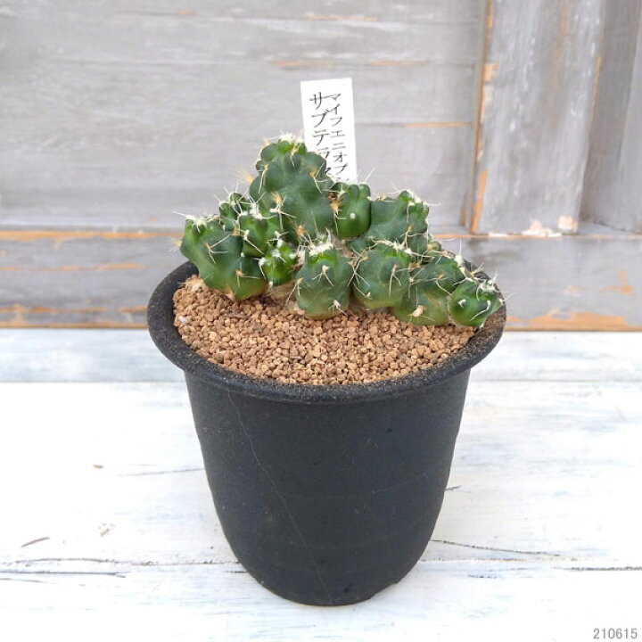 楽天市場 観葉植物 レアサボテン マイフェニオプシス サブテラネア 3号鉢植え 園芸ネット プラス 楽天市場 観葉植物 レアサボテン マイフェニオプシス サブテラネア 3号鉢植え 園芸ネット プラス