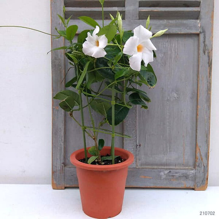 マンデビラ サンパラソル クリアホワイト5号鉢植え 売上実績no 1