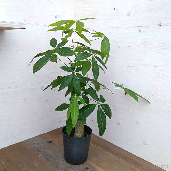 楽天市場 観葉植物 パキラ グラブラ 実生苗 7号鉢植え A 4 園芸ネット プラス