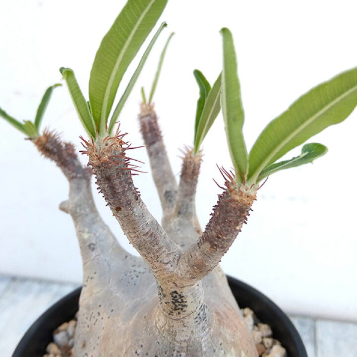 楽天市場 観葉植物 パキポディウム グラキリス 4号鉢植え No 2 園芸ネット プラス 楽天市場 観葉植物 パキポディウム グラキリス 4号鉢植え No 2 園芸ネット プラス