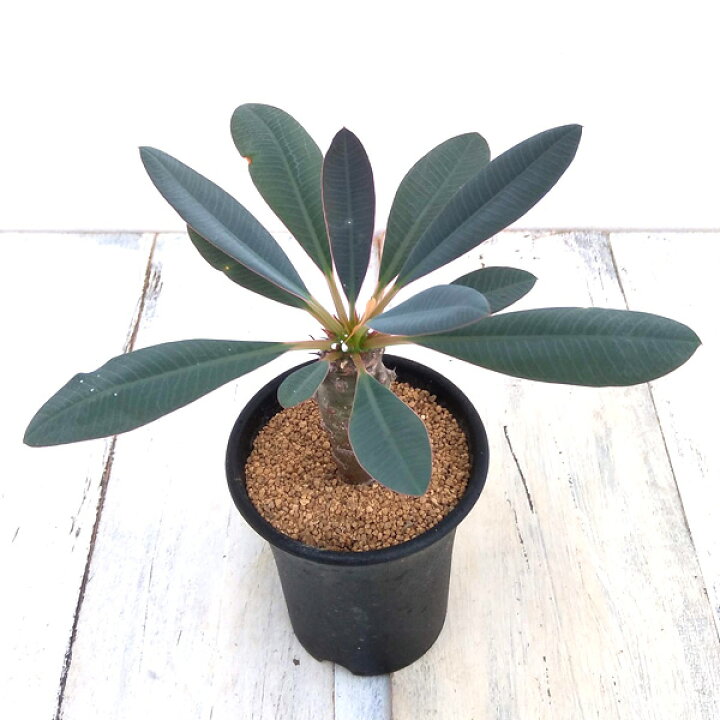 楽天市場】観葉植物/ユーフォルビア:パキポディオイデス 2.5号鉢植え A-3 : 園芸ネット プラス 楽天市場】観葉植物/ユーフォルビア:パキポディオイデス 2.5号鉢植え A-3 : 園芸ネット プラス