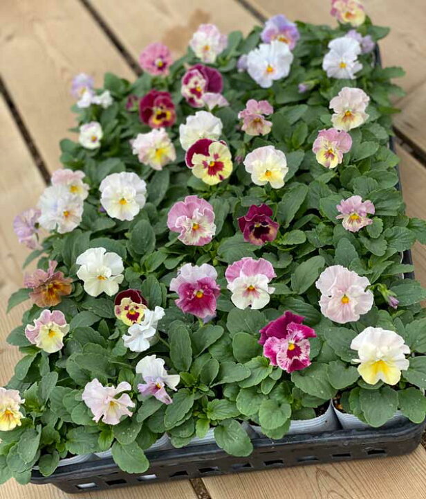 波打つような可憐なフリルが可愛らしい品種 フリル咲き パンジー オシャレ 花壇 花 花日和オリジナル 3号ロングポット苗 冬の花 ピンクミックス シエルブリエ お洒落 寄せ植え 鉢植え