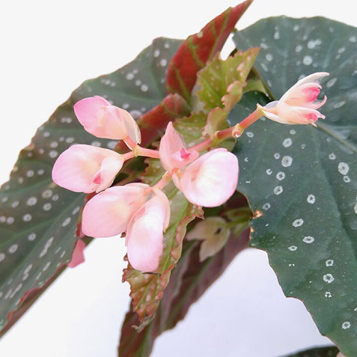 楽天市場 観葉植物 わけあり特価 プレミアムベゴニア ピンクフレックレス 6鉢植え 園芸ネット プラス
