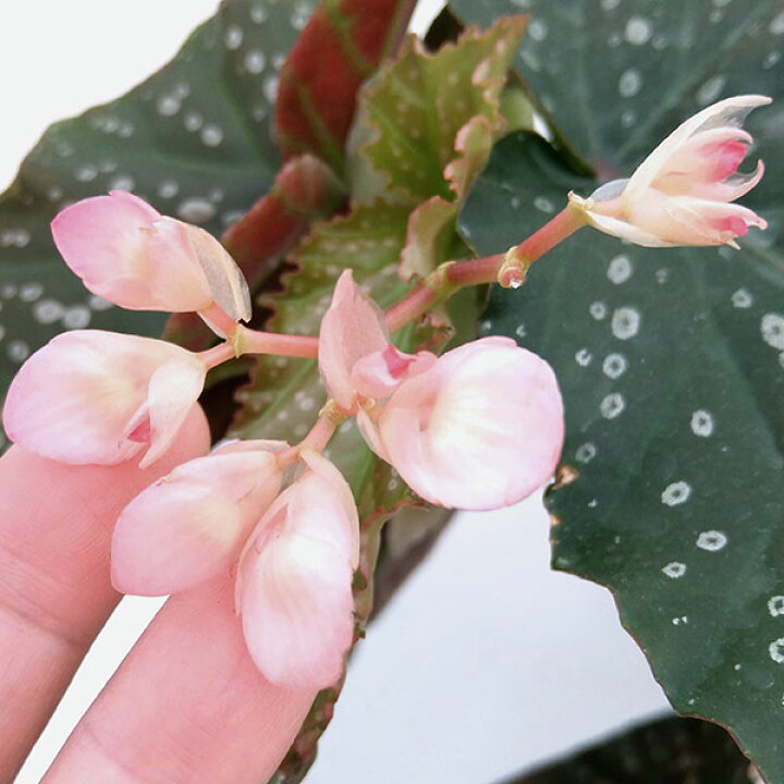 楽天市場 観葉植物 わけあり特価 プレミアムベゴニア ピンクフレックレス 6鉢植え 園芸ネット プラス