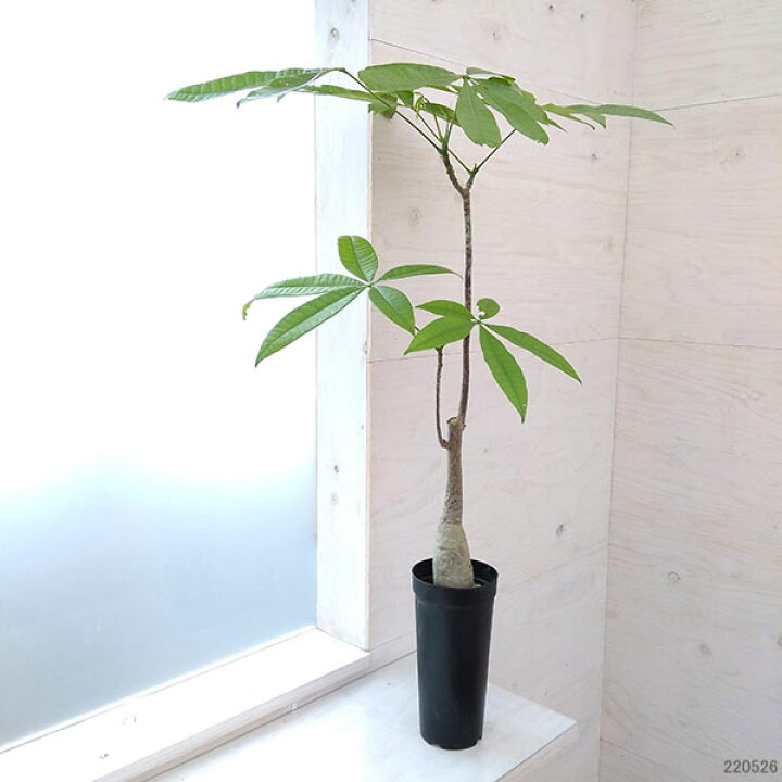 楽天市場 観葉植物 パキラ 実生 3 5号 園芸ネット プラス