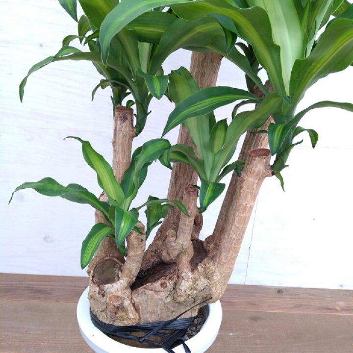 楽天市場 観葉植物 わけあり特価 ドラセナ マッサンゲアナ ブランチ 8号鉢植え A 3 園芸ネット プラス 楽天市場 観葉植物 わけあり特価 ドラセナ マッサンゲアナ ブランチ 8号鉢植え A 3 園芸ネット プラス