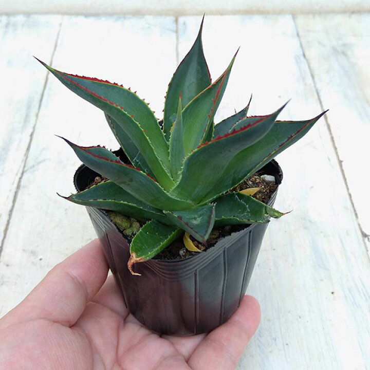 楽天市場 観葉植物 アガベ ブルーグロー 2 5号 園芸ネット プラス 楽天市場 観葉植物 アガベ ブルーグロー 2 5号 園芸ネット プラス