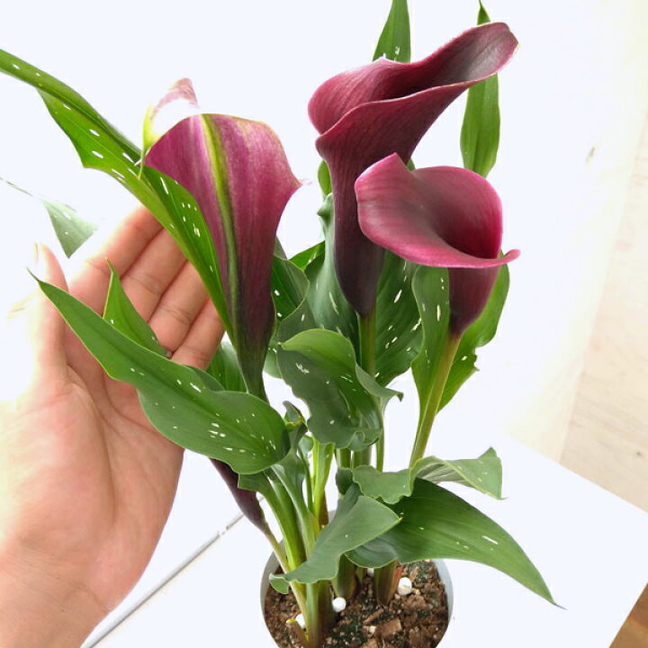 楽天市場 カラー キャプテンカルソ 紫色 4号鉢植え 園芸ネット プラス