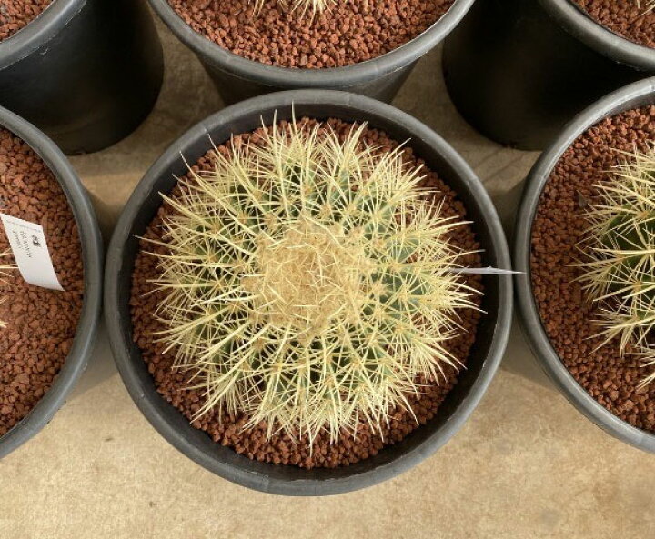 楽天市場】観葉植物/[送料無料]サボテンの王様：金シャチ（キンシャチ 金鯱 サボテン 直径約21cm