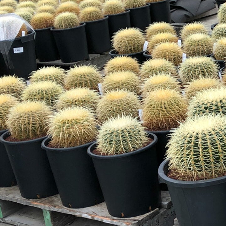楽天市場】観葉植物/サボテンの王様：金シャチ（キンシャチ・金鯱）8号 