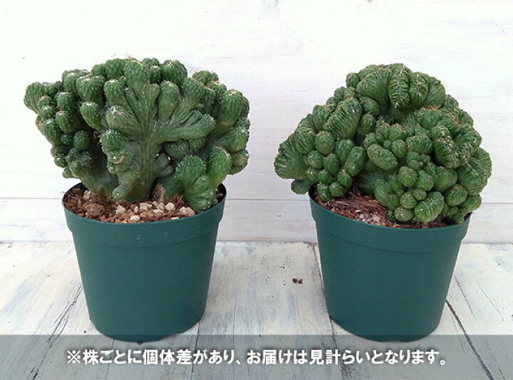 楽天市場】観葉植物/[アーリーサマーセール]サボテン：金獅子 4号 