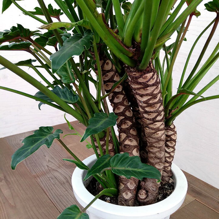 楽天市場】観葉植物/フィロデンドロン・クッカバラ 8号鉢植え A-4 