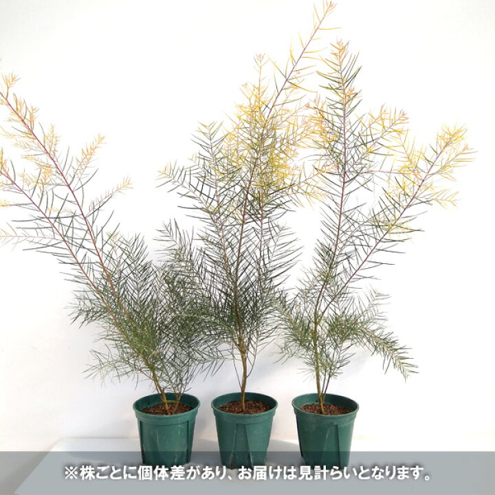 楽天市場 花木 庭木の苗 アカシア フロリバンダフェニックスゴールド5号ポット 園芸ネット プラス 楽天市場 花木 庭木の苗 アカシア フロリバンダフェニックスゴールド5号ポット 園芸ネット プラス