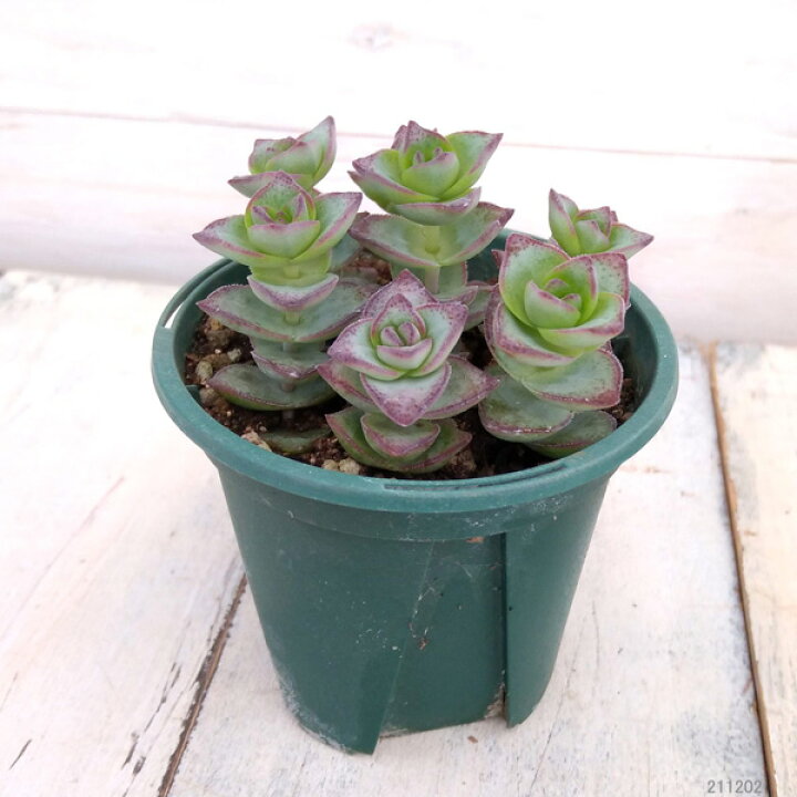 楽天市場 観葉植物 多肉植物 クラッスラ 星の王子 2 5号鉢 3株セット 園芸ネット プラス