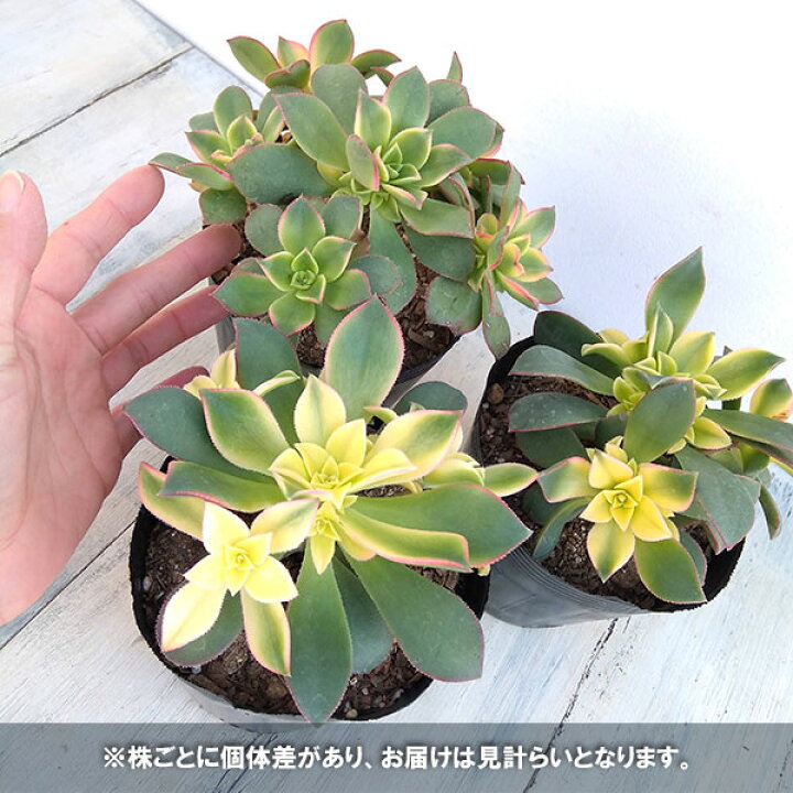楽天市場 観葉植物 多肉植物 アエオニウム キウイ 夕映え 4号ポット 園芸ネット プラス