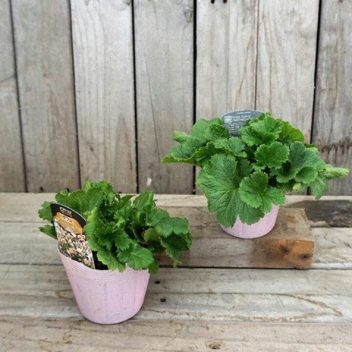楽天市場 ゲウム 西洋ダイコンソウ プリティーコートピーチ6号鉢植え 園芸ネット プラス