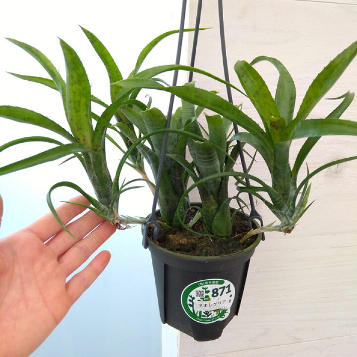 楽天市場】観葉植物/ネオレゲリア：パウキフローラ 4号吊り鉢 : 園芸 
