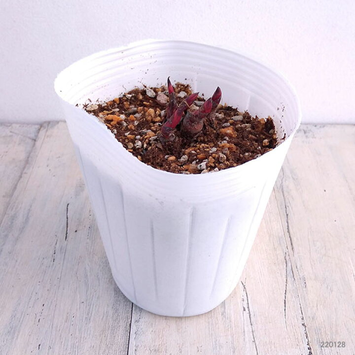 楽天市場 草花の苗 香る日本シャクヤク 芍薬 花色ミックス4 5芽付き 4号ポット 園芸ネット プラス