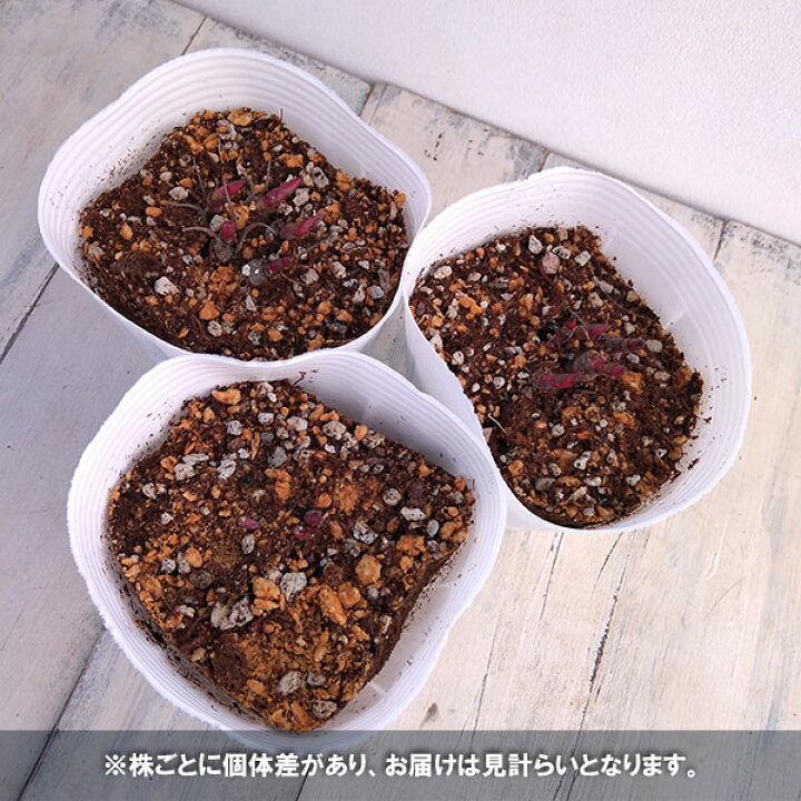 楽天市場 草花の苗 香る日本シャクヤク 芍薬 花色ミックス4 5芽付き 4号ポット 園芸ネット プラス