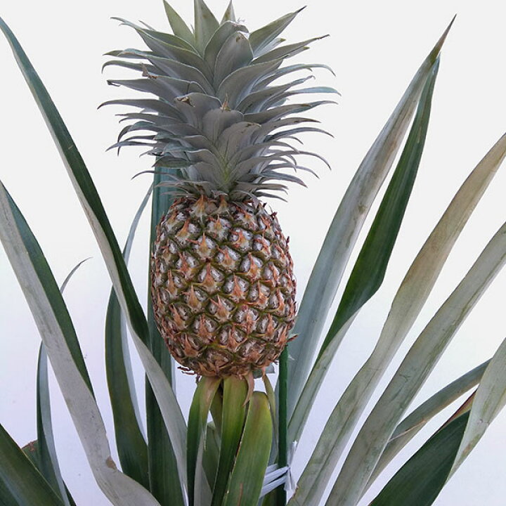 楽天市場 果樹の苗 パイナップル ホワイトパイナップル8号鉢植え 実付き 園芸ネット プラス 楽天市場 果樹の苗 パイナップル ホワイトパイナップル8号鉢植え 実付き 園芸ネット プラス