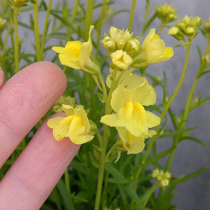 楽天市場 草花の苗 リナリア グッピー イエロー3 5号ポット 2株セット 園芸ネット プラス