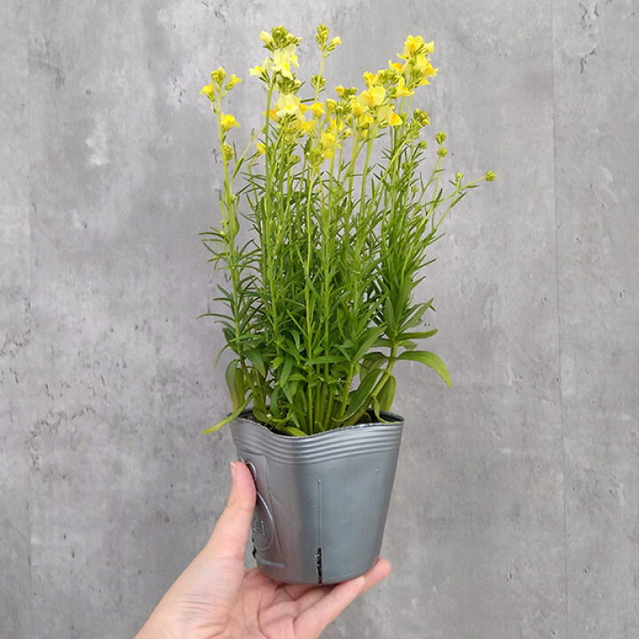 楽天市場 草花の苗 リナリア グッピー イエロー3 5号ポット 2株セット 園芸ネット プラス