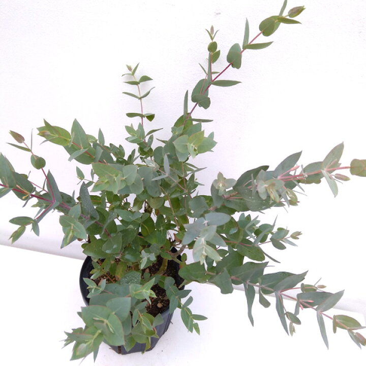 選ぶなら ユーカリ グニー 9cmポット 1個売り学名 Landing Thehopkinsgroup Com Au