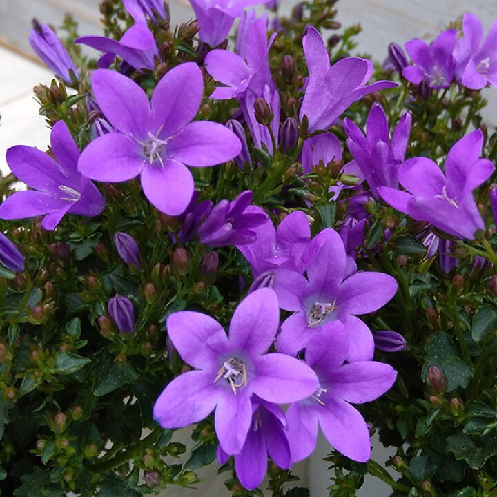 楽天市場 草花の苗 カンパニュラ ディープブルーオーシャン3号ポット 園芸ネット プラス 楽天市場 草花の苗 カンパニュラ ディープブルーオーシャン3号ポット 園芸ネット プラス