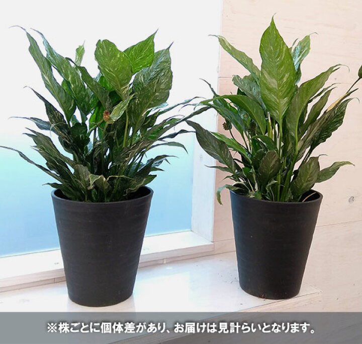 楽天市場 観葉植物 スパティフィラム ダイヤモンド スパティフィラム斑入り 7号 園芸ネット プラス